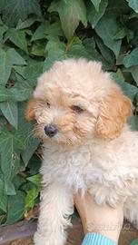 Anallergici e PET terapy