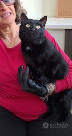 Adotta Jingle Bell, una melodia di fusa