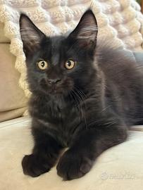 Cucciolo Maine coon