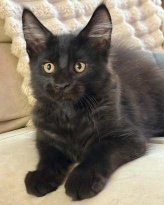 Cucciolo Maine coon