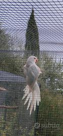 parrochetto dal collare 