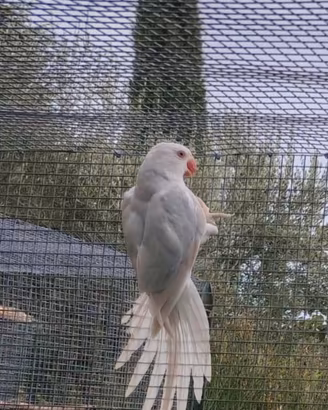 parrochetto dal collare 