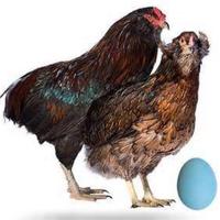 Coppia Galline Araucana