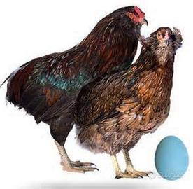 Coppia Galline Araucana