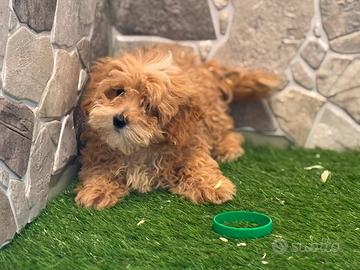 maltipoo 