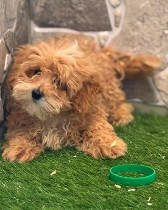 maltipoo 