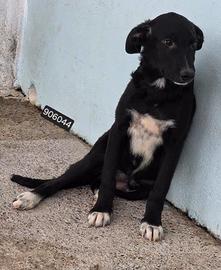 Cuccioli futura tg media in adozione