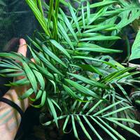 🌿 Talea di Chamaedorea – Palma da interno 🌿