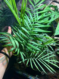 🌿 Talea di Chamaedorea – Palma da interno 🌿