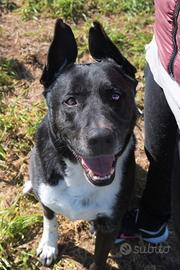 Felix ritornato in canile dopo 4 anni