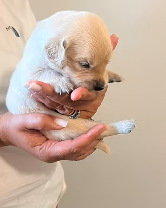 Cuccioli di Golden Retriever