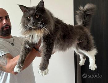 Maine coon maschio
