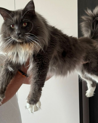 Maine coon maschio