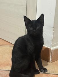 Gattina