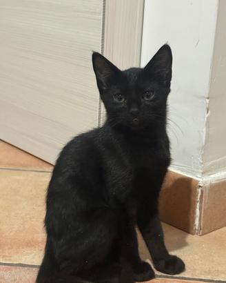 Gattina
