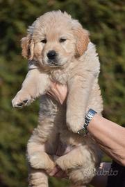 Cuccioli GOLDEN RETRIEVER