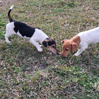 Jack russel toy