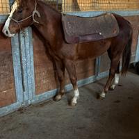 Soggetti Quarter e Paint