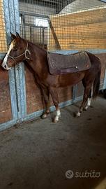 Soggetti Quarter e Paint