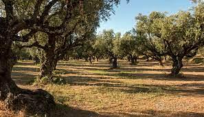 terreno di 115000 mq con uliveto produttivo