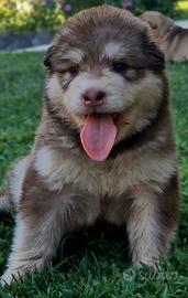 Alaskan malamute