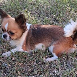 Femmina simil chihuahua