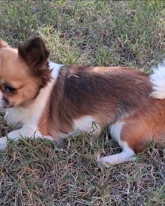 Femmina simil chihuahua