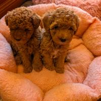 Cuccioli di Barboncino Nano disponibili