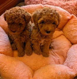 Cuccioli di Barboncino Nano disponibili