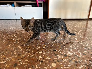 Bengala maschio di quasi 3 mesi