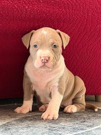 Pitbull ukc