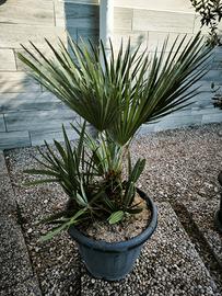 palma di san Giorgio 