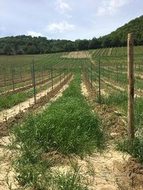 Vendita Terreno Agricolo