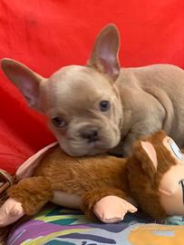 Buldog francese