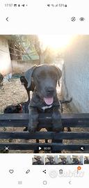 Cucciolo di cane corso
