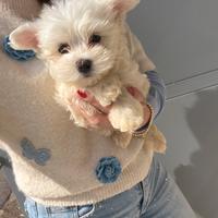 West Highland White Terrier