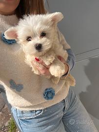 West Highland White Terrier