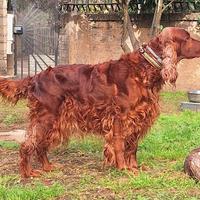Cuccioli di setter irlandese purissimi
