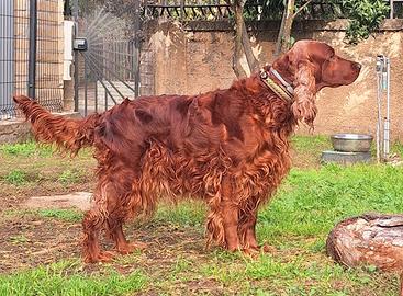 Cuccioli di setter irlandese purissimi
