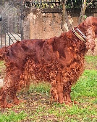 Cuccioli di setter irlandese purissimi