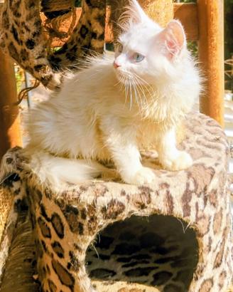 Gattini Siberiani di 60 giorni sani giocherelloni