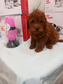 Barboncino Nano Red