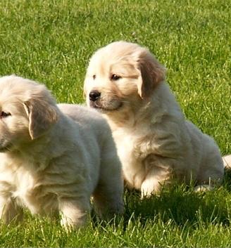 Golden retriever