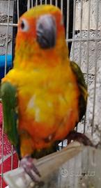 Pappagall