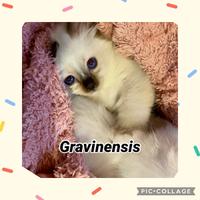 Gattini con pedigree Sacri di birmania