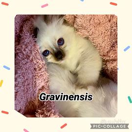 Gattini con pedigree Sacri di birmania