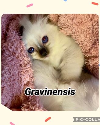 Gattini con pedigree Sacri di birmania