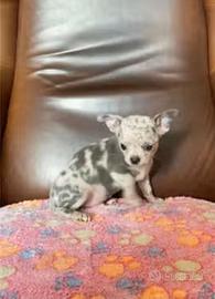 Meravigliosa Chihuahua Toy Merle