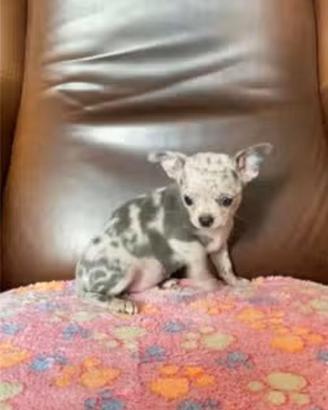 Meravigliosa Chihuahua Toy Merle