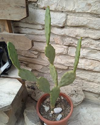 piante 